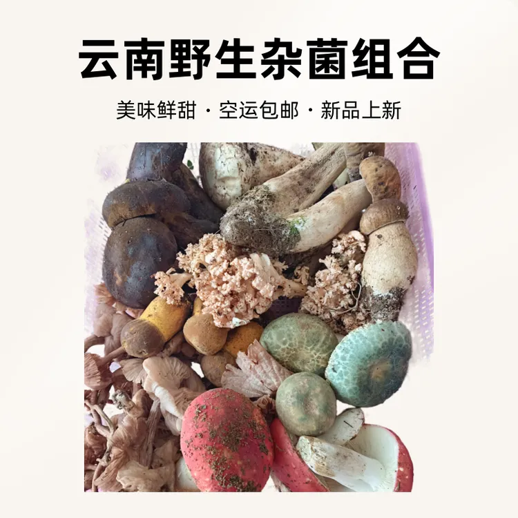 云南菌鲜活2025新鲜蘑菇组合套餐装5到8种牛肝菌美味鲜甜空运包邮