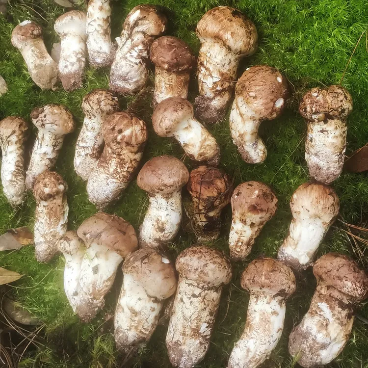 2025云南楚雄新鲜松茸产地直发香甜新鲜松茸现货顺丰空运冷链包邮