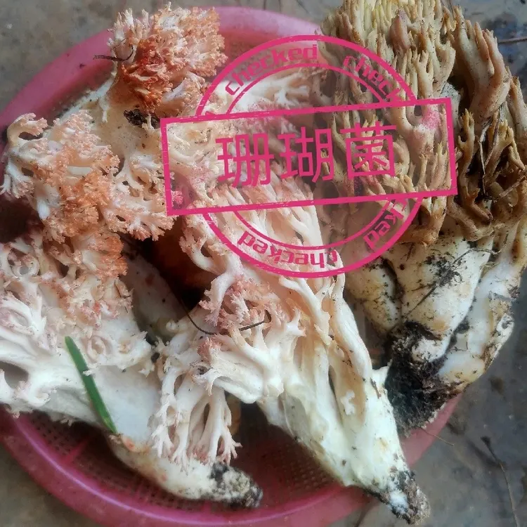 云南楚雄新鲜珊瑚就美味蘑菇香甜可口现货当季顺丰空运冷链包邮。。