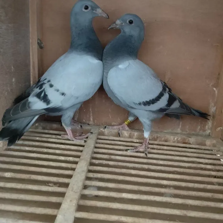 鸽子赛鸽公棚成绩鸽原正品血统信鸽便宜信鸽一对一公一母低价包邮