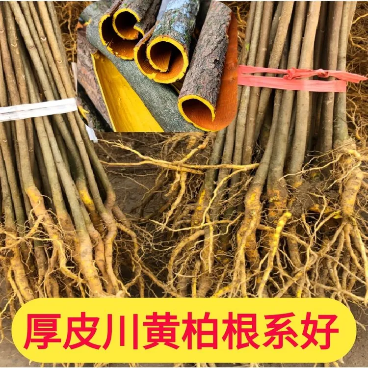 湖南产地黄柏树苗厚皮川黄柏苗剥皮卖造林黄柏苗