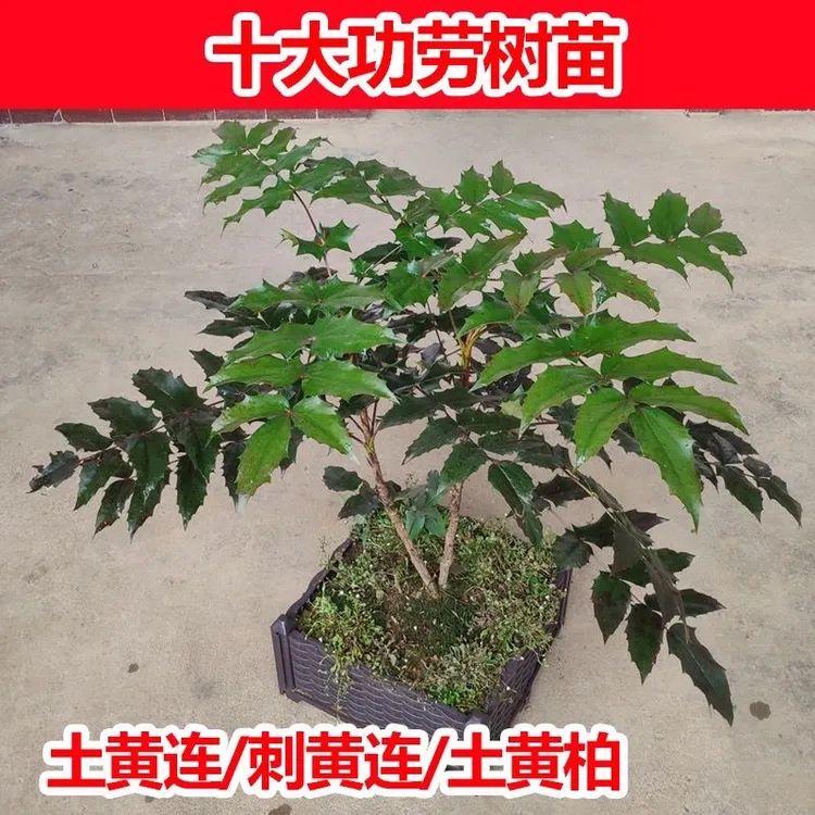 十大功劳树苗庭院中药材土黄连土黄柏功劳木刺黄莲盆栽包邮发货