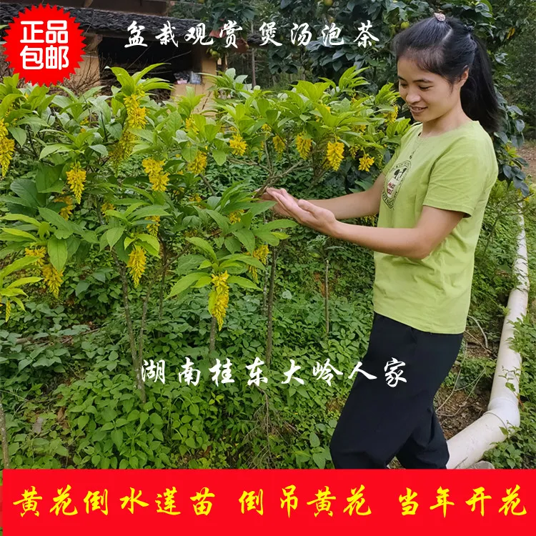 现挖黄花倒水莲苗观音串黄花大远志苗庭院花卉小盆景观赏植物包邮