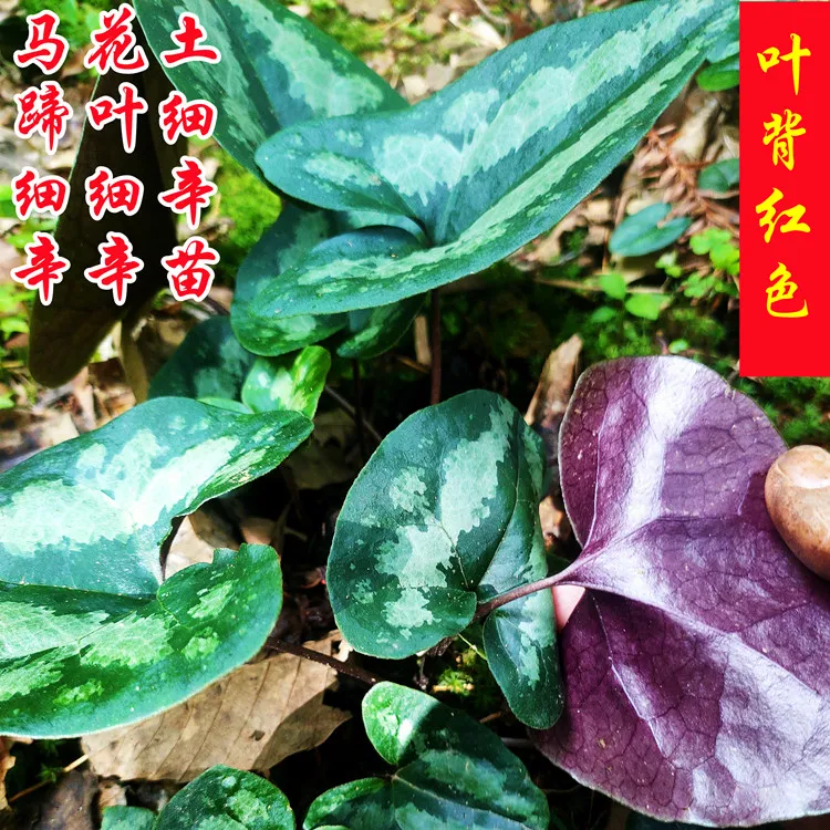 现挖马蹄细辛苗花脸细辛马蹄香杜衡翻天印土细辛中草药苗盆栽植物
