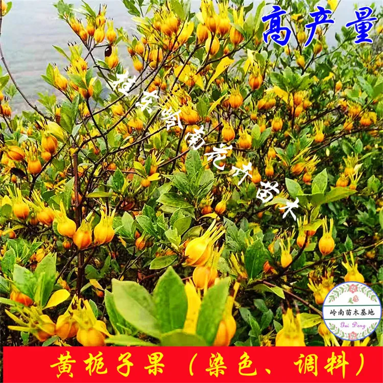 原生黄栀子树苗栀子花盆栽现挖黄栀子树苗绿植栀子果庭院观赏植物