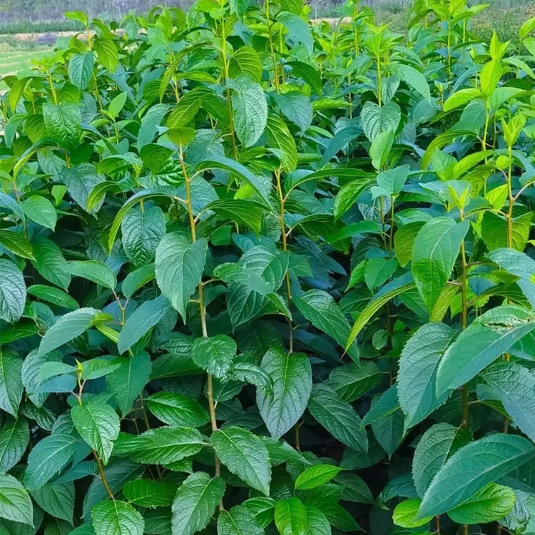 现挖杜仲小苗基地杜仲苗庭院地栽耐寒植物包邮乌桕树