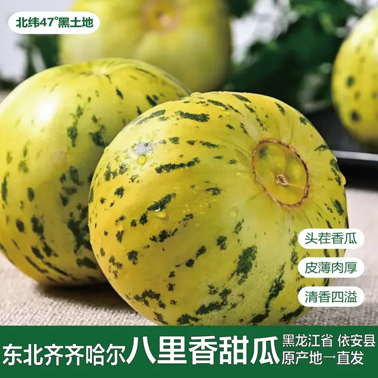  黑龙江八里香 3/5斤头茬甜瓜产地现摘现发正宗花蕾甜瓜 清香四溢