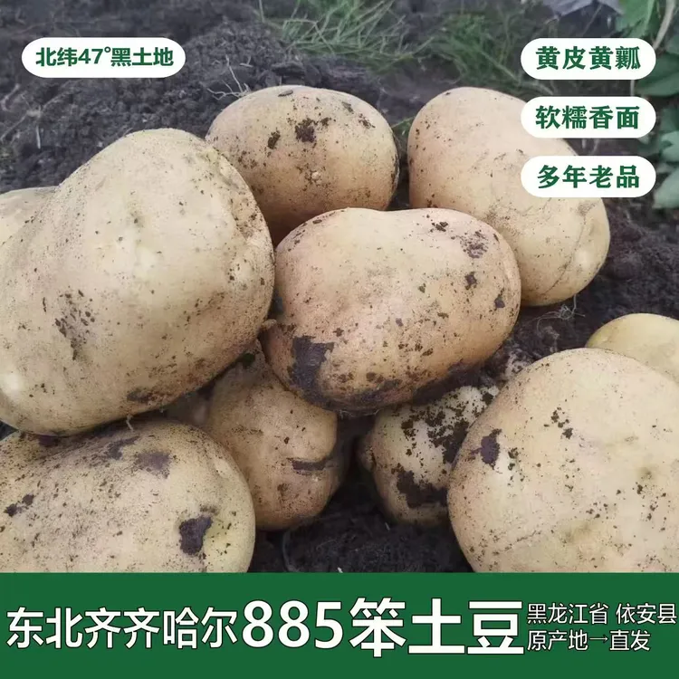 黑龙江黄皮黄瓤885土豆 5斤起黑土地正宗马铃薯 粉糯香面多年老品