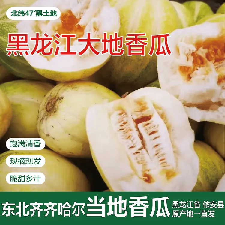 黑龙江大地金妃香瓜 3/5斤新开园头茬 产地现摘现发 香甜鲜而多汁