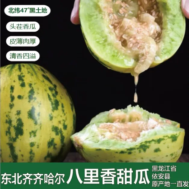  黑龙江八里香 3/5斤头茬甜瓜产地现摘现发正宗花蕾甜瓜 清香四溢