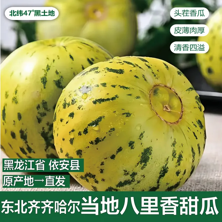  黑龙江八里香 3/5斤头茬甜瓜产地现摘现发正宗花蕾甜瓜 清香四溢