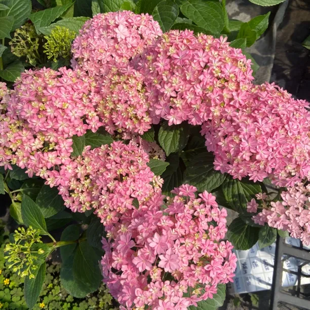 火星的花园/大花绣球2颗包邮多品种小苗太阳神殿花宝包对版海洋