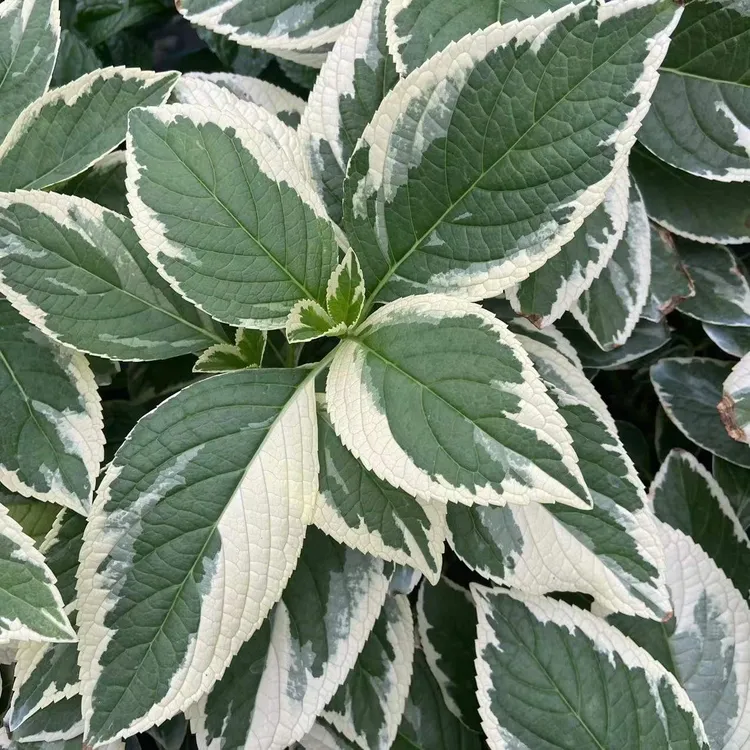 火星的花园/银边绣球盆栽/包邮耐热花叶观叶/耐阴高大
