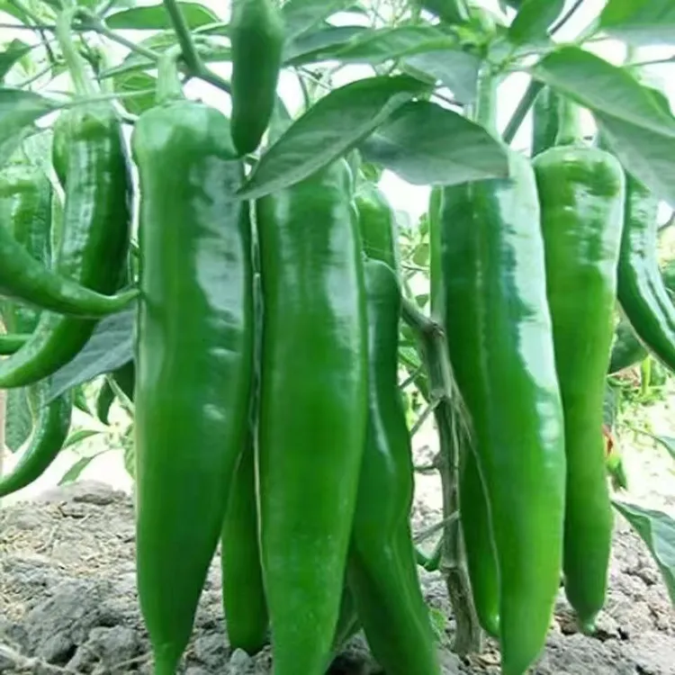 特大牛角椒苗辣椒秧苗牛角型椒大尖椒蔬菜苗杭椒羊角辣椒苗四季