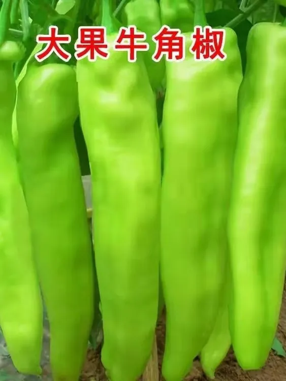 特大牛角椒秧苗大果羊角青椒尖椒辣椒种籽种苗高产春季蔬菜苗