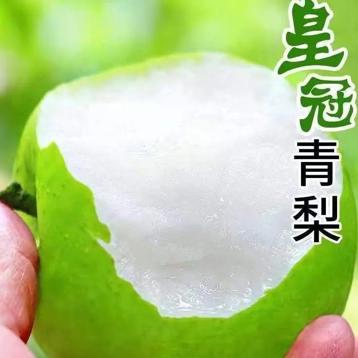 钟情果【脆甜多汁】新鲜9斤青梨子水果砀山皇冠梨现摘脆甜翠香