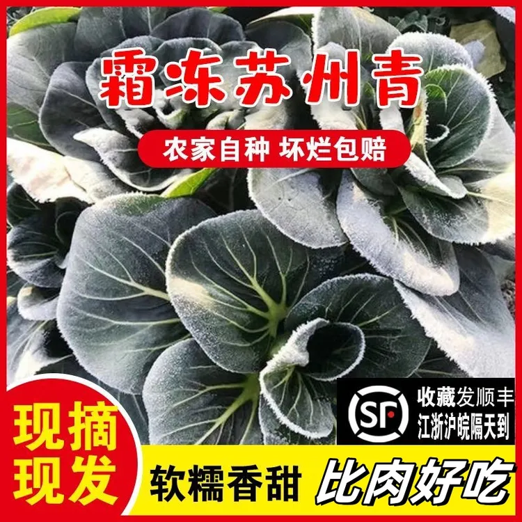 霜打苏州青新鲜青菜蔬菜时令现摘现发苏北农家自种上海青农家菜