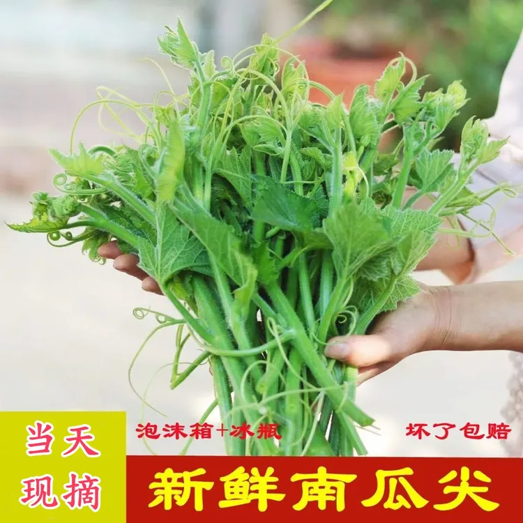 顺丰江苏嫩南瓜藤南瓜尖新鲜蔬菜专吃南瓜藤尖时令当季菜佛手瓜尖