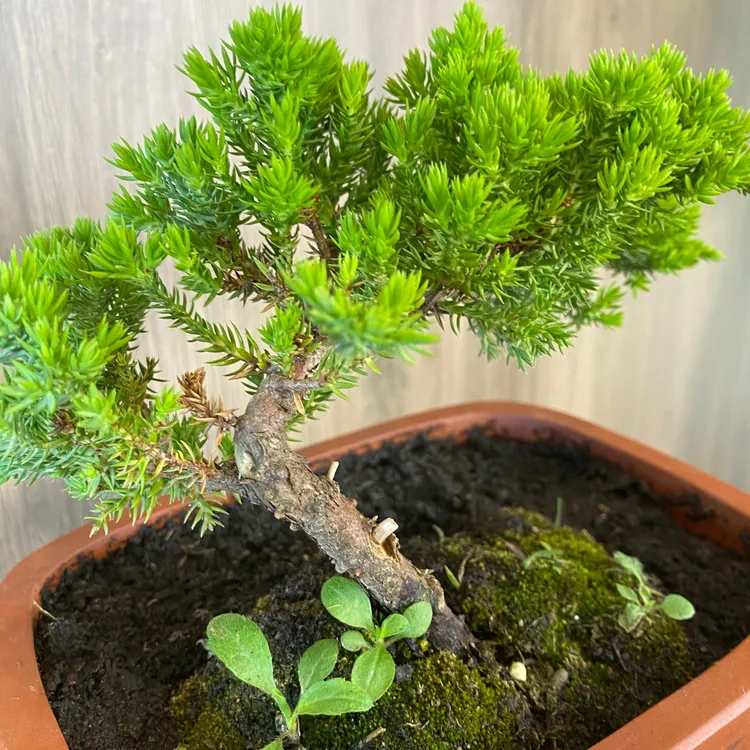 寒舍园艺天然绿植新西兰珍珠柏盆景（寓意斗寒傲雪、坚毅挺拔）