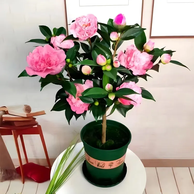 精品4年香妃山茶花盆栽带花苞花卉植物室内庭院阳台好养茶花树苗