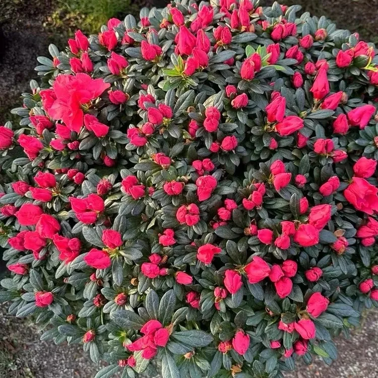 杜鹃花盆栽花卉植物室内花带苞大颗老桩好养易活客厅阳台庭院绿植