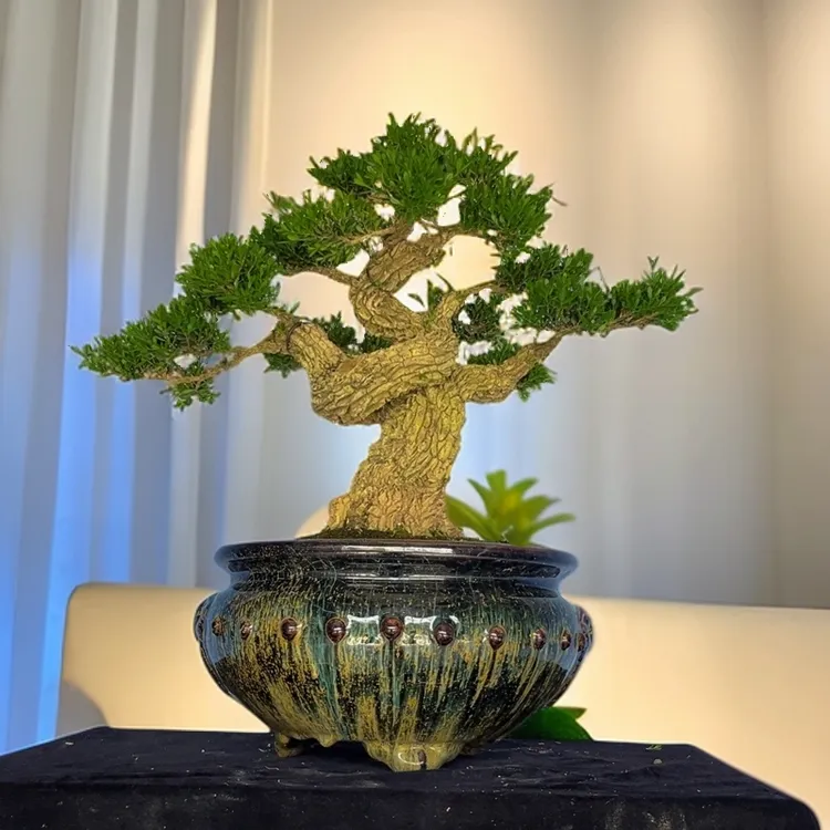 广东皱皮罗汉松雀舌黄杨盆景