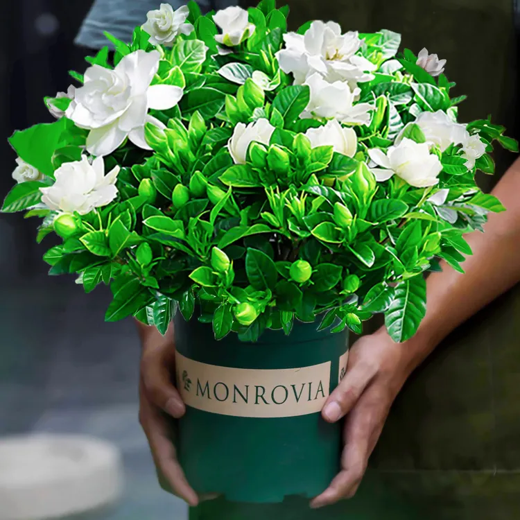 栀子花盆栽室内水培养殖易好养活花卉花苞绿植观赏绿植栀子花老桩