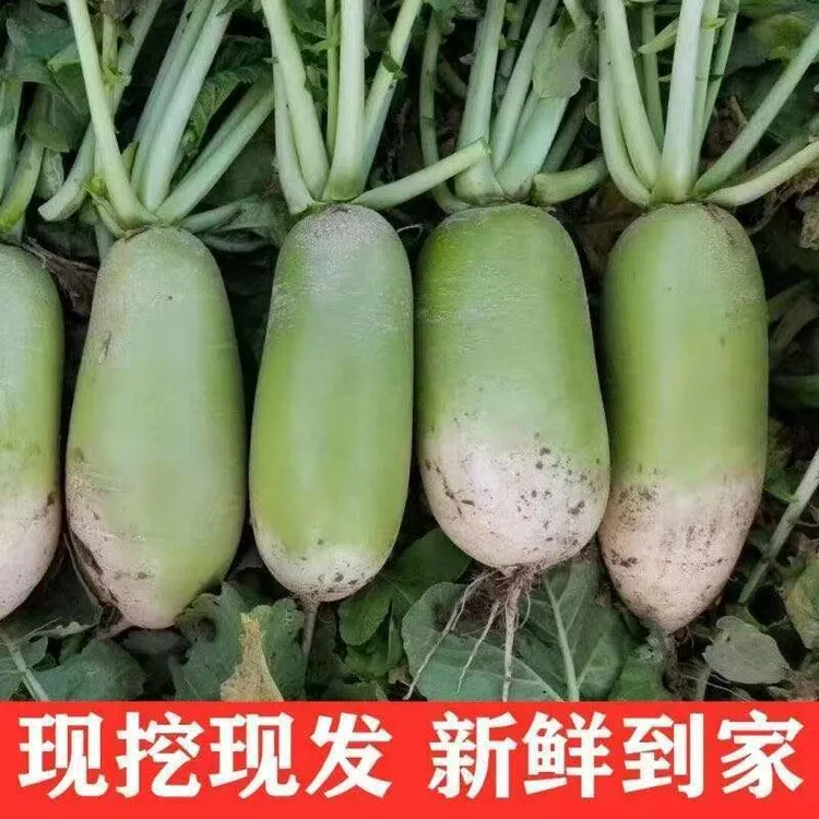 10斤特惠现挖新鲜青萝卜农家自种白萝卜蔬菜类非水果胡萝卜