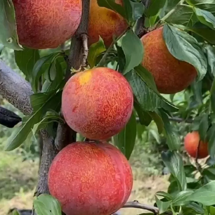 大红袍李子树苗：干碗离核 八月中旬成熟