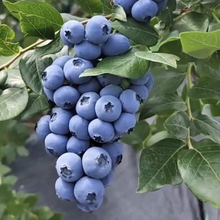 大果蓝莓树苗：想吃蓝莓自己栽 实现蓝莓自由