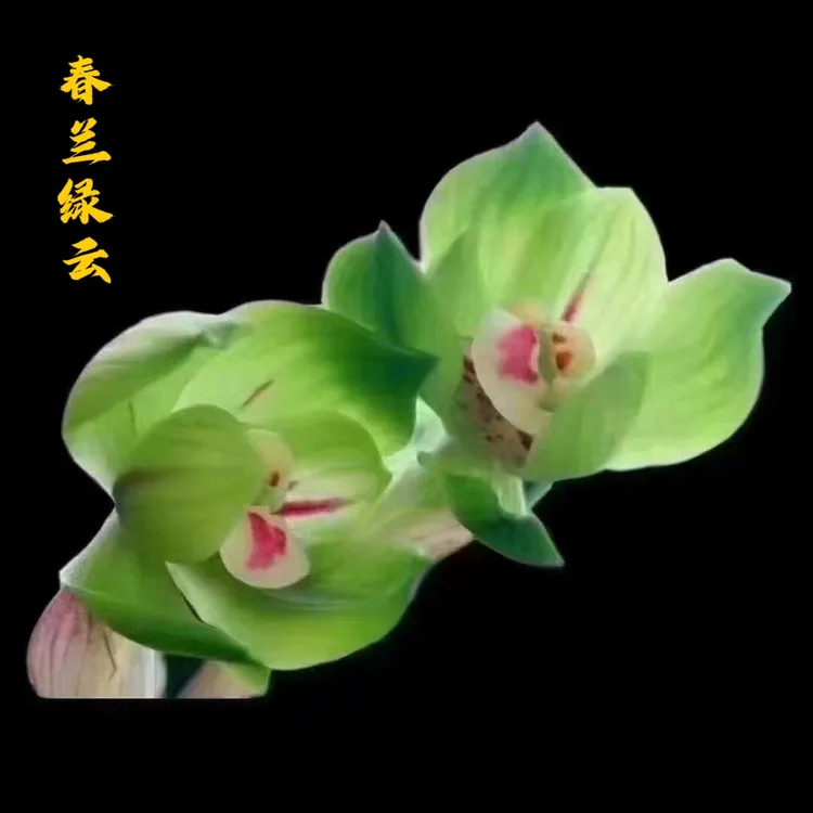 国兰春兰名品绿云皇后矮种荷瓣浓香兰花室内庭院绿植花卉