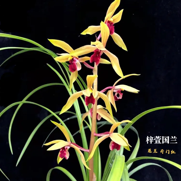 蕙兰开门红经典红舌红素浓香勤花兰花阳台庭院绿植花卉