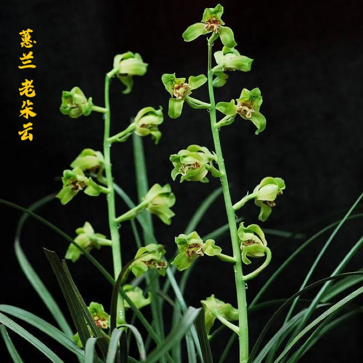 国兰蕙兰传统名品老朵云浓香转茎好气势佳飘门鼻祖兰花阳台庭院花
