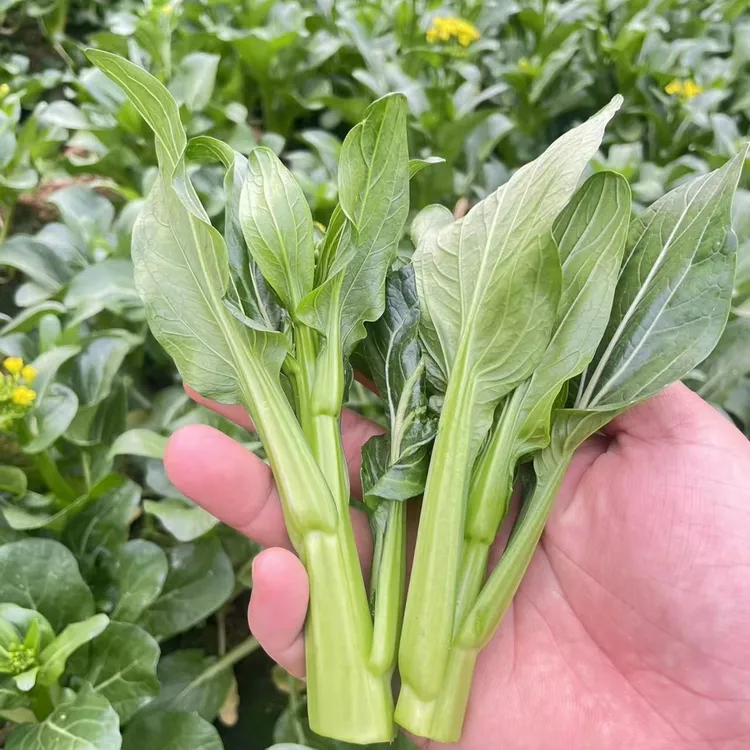 4斤新鲜广东菜心青菜现摘现发河南基地苔菜冷链发货1-3斤