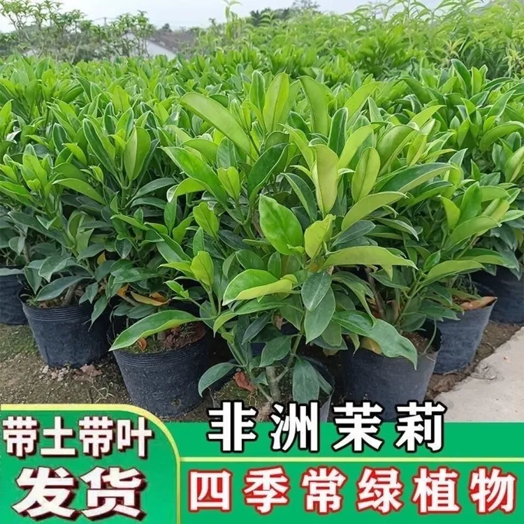 非洲茉莉花灰莉木阳台室内外净化空气吸甲醛盆栽风水绿植四季常绿