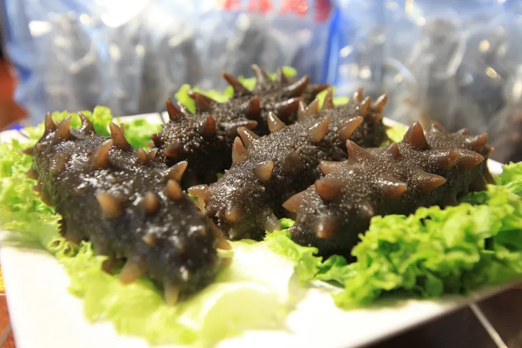 好品质蒸制即食海参250克7头装 营养 深海新鲜鲜活