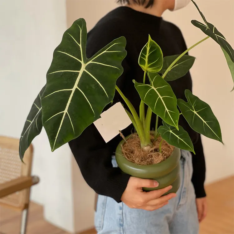绿天鹅绒海芋绿植盆栽室内阳台热带喜阴观叶植物