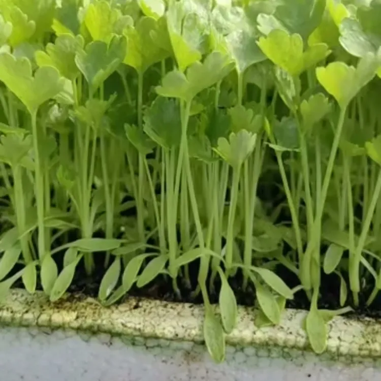 芹菜苗，早熟高产，耐寒抗热，长势强，叶绿色，口感脆，四季可种植