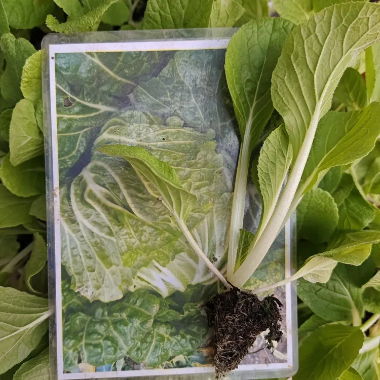 老品种毛叶白菜秧苗，卷心菜，扁大型，叶绿，无筋，脆甜