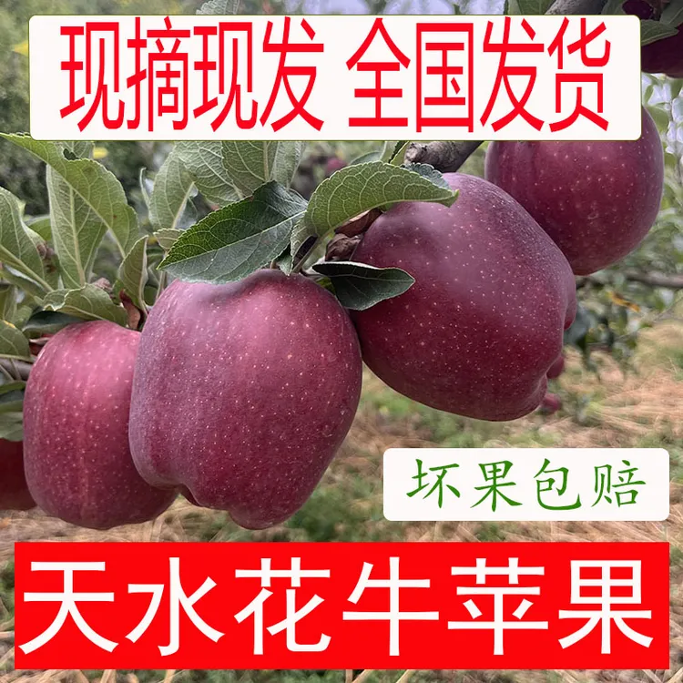 【丽丽专享】甘肃天水花牛苹果脆甜红苹果