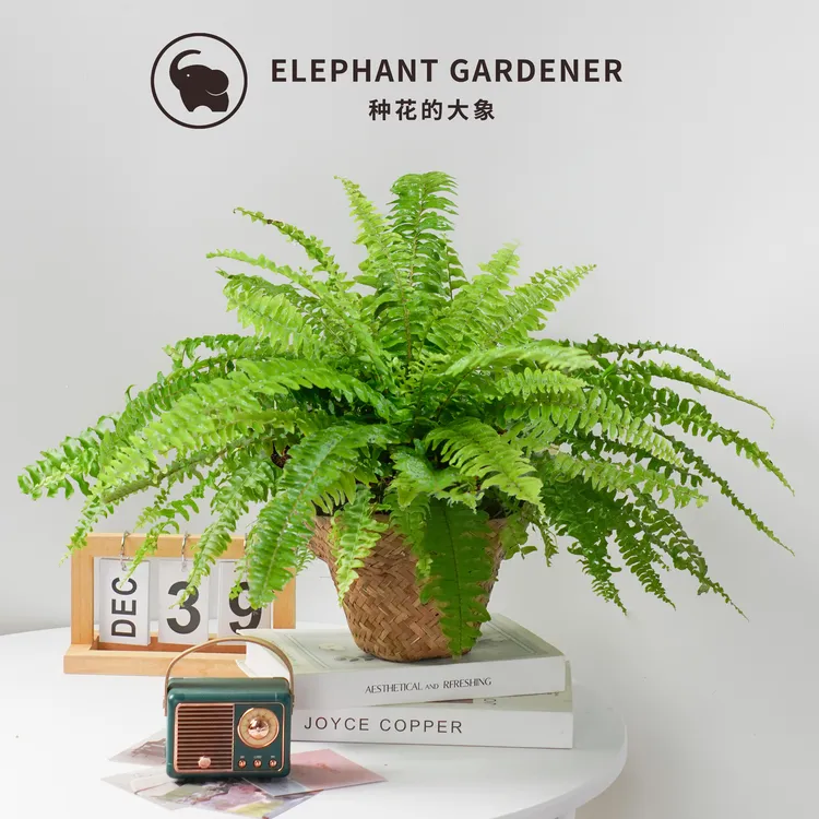波斯顿蕨盆栽四季常青土培净化植物室内客厅观叶长藤垂吊蕨类