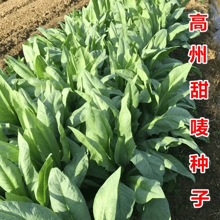 高州甜唛菜种子甜麦菜种籽苦麦菜种唛菜籽正宗高州唛菜特色软嫩爽