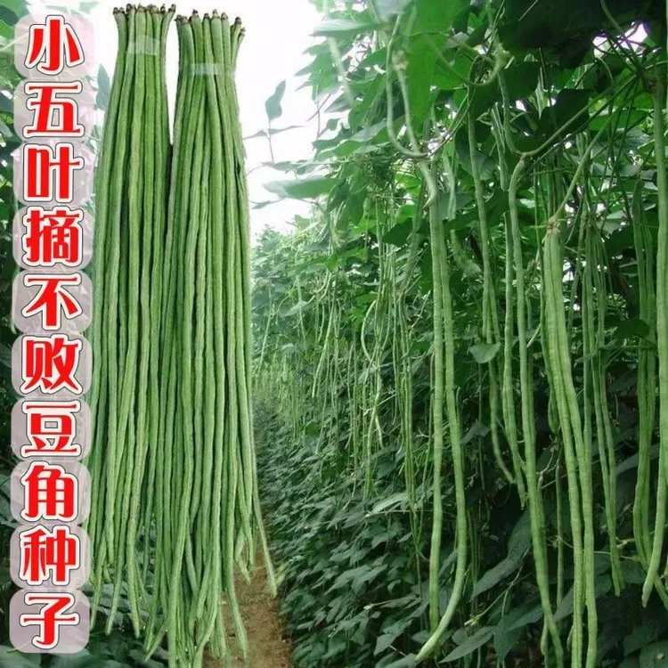 长豆角压塌架小五叶摘不败早熟高产耐热推荐豆角菜种子