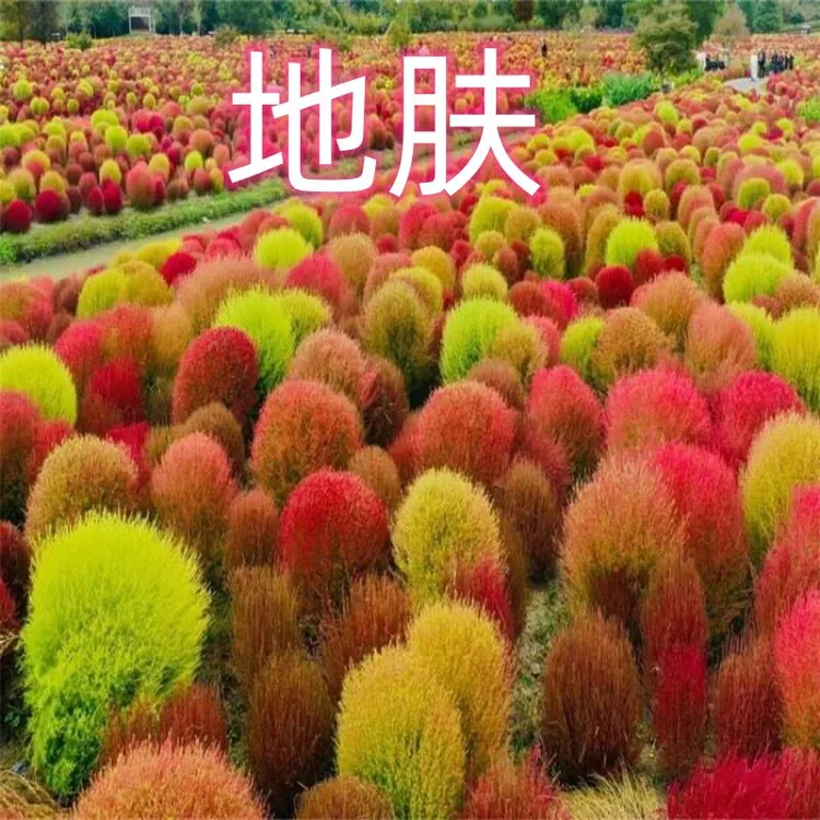 红地肤种子室外庭院草坪种籽四季扫帚花种孑易活地肤草景点花海