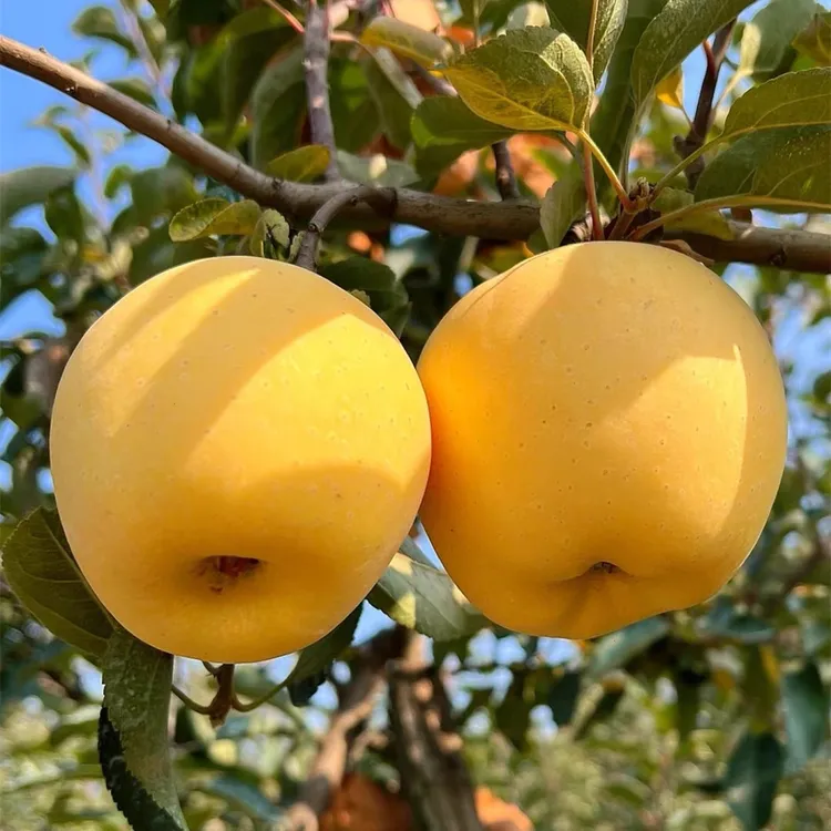 山东维纳斯黄金苹果新鲜水果当季整箱现摘奶油富士冰糖心丑苹果