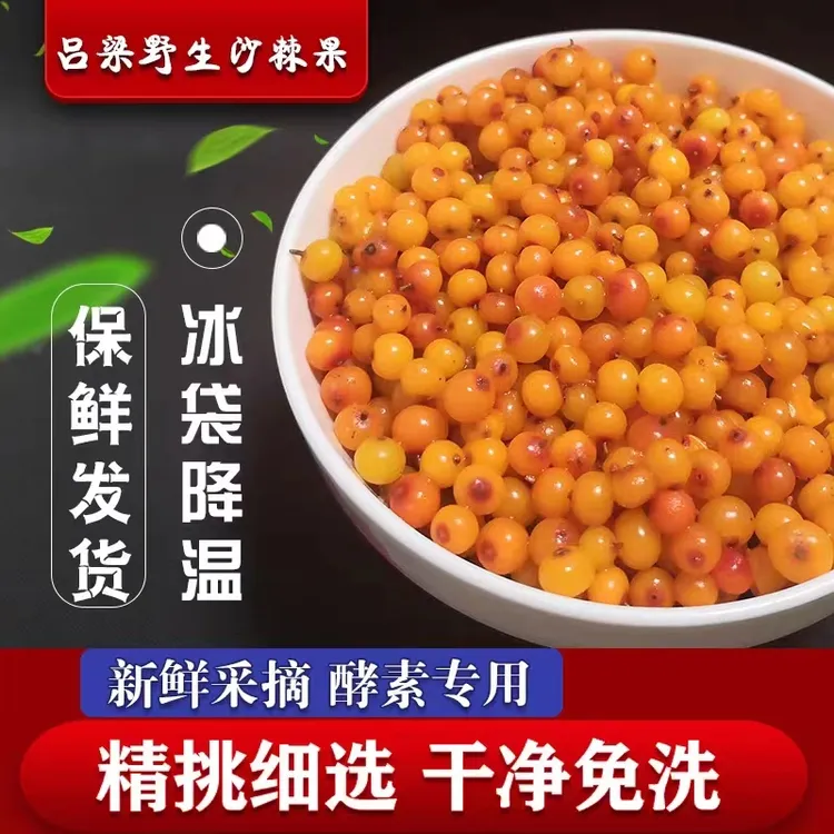 吕梁野生小果沙棘新鲜果子沙棘原浆冷冻发货