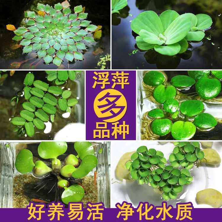 鱼缸浮萍水草活体植物浮性除NO3净化水质微景观水族箱满草缸生长