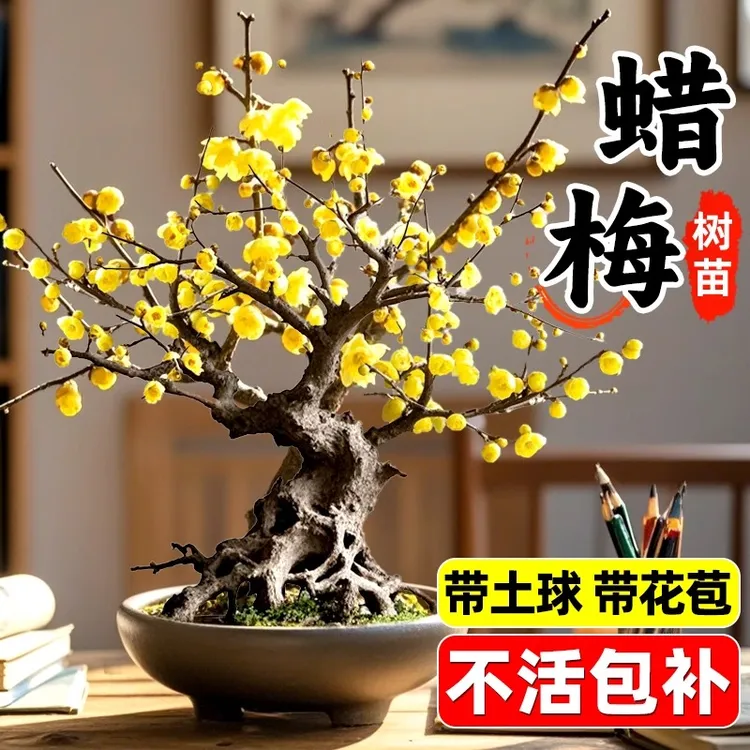 家居素心腊梅盆栽超长花期冬季耐寒年宵花卉红梅绿梅浓香花苗绿植