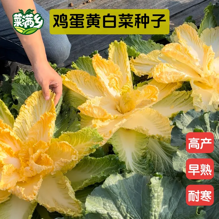 鸡蛋黄白菜种子黄心大白菜秋冬蔬菜