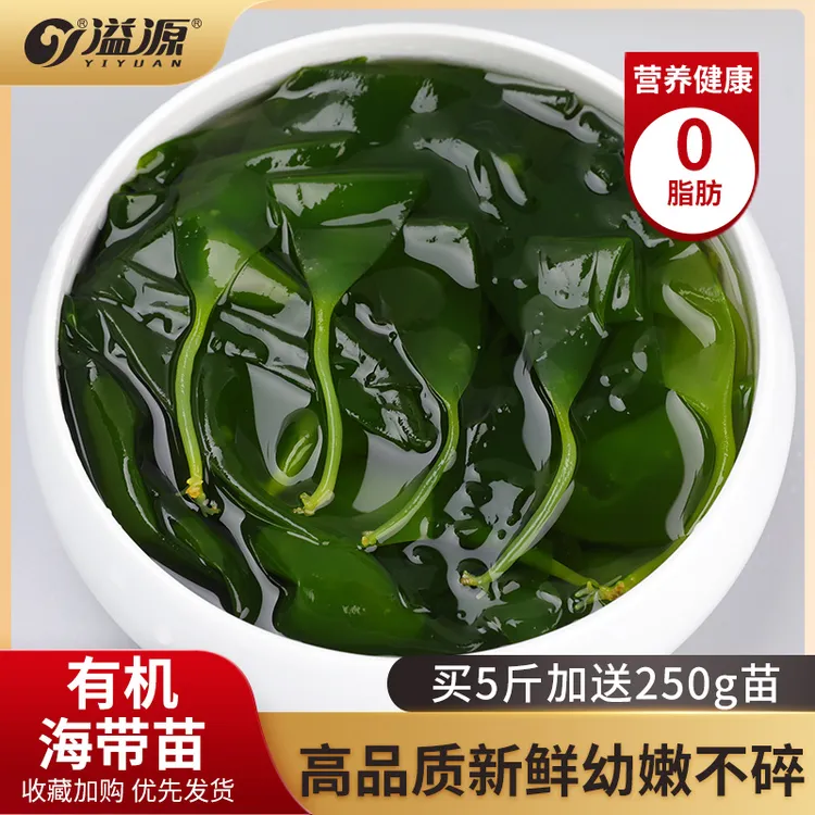 【有机火锅】溢源盐渍海带苗新鲜幼嫩清汤凉拌海带芽